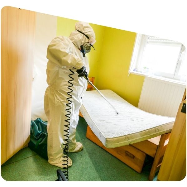 Traitement Des Punaises De Lit